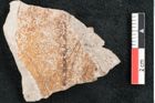 Foto (Detailansicht) von Fragment indet.  (NHMW-GEO-2024-0188-7943)